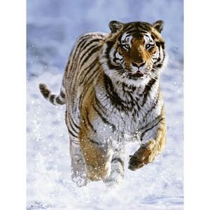 Puzzle - Tygr na sněhu